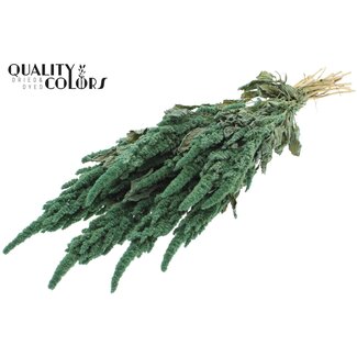 QC Dried Amaranthus | Colour: Frosted Mint Green | Cat Tail Dried Flowers | Length ± 60 centimetres | Per bunch