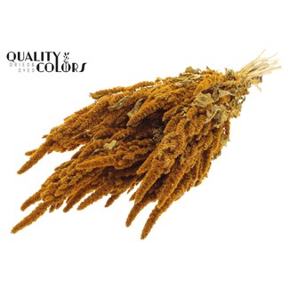 QC Dried Amaranthus | Colour: Apricot | Cat's Tail Dried Flowers | Length ± 60 centimetres | Per bunch