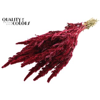 QC Gedroogde Amaranthus | Kleur: Kerskleurig | Kattenstaart Droogbloemen | Lengte ± 60 centimeter | Per bos