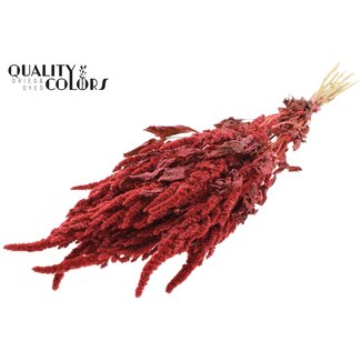 QC Getrockneter Amaranthus | Farbe: Korallenfarbe | Katzenschwanz Trockenblumen | Länge ± 60 Zentimeter | Pro Bund