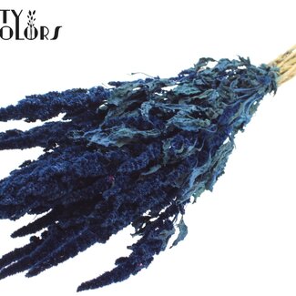 QC Getrockneter Amaranthus | Farbe: Blau | Katzenminze Trockenblumen | Länge ± 60 Zentimeter | Pro Bund