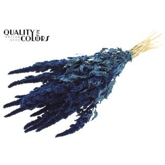 QC Getrockneter Amaranthus | Farbe: Blau | Katzenminze Trockenblumen | Länge ± 60 Zentimeter | Pro Bund