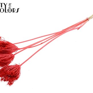 QC Ammi Majus Séché Blanchi | Couleur : Corail | Fleurs Séchées Reine-des-prés | Diamètre ± 4 - 6 centimètres | Longueur ± 50 centimètres | 5 par bouquet