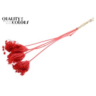 QC Dried Bleached Ammi Majus | Colour: Coral | Queen Anne's Lace Dried Flowers | Diameter ± 4 - 6 centimetres | Length ± 50 centimetres | 5 per bunch