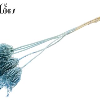 QC Getrocknete Gebleichte Ammi Majus | Farbe: Hellblau | Königskerzen Trockenblumen | Durchmesser ± 4 - 6 Zentimeter | Länge ± 50 Zentimeter | 5 pro Bund