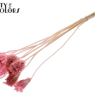 QC Dried Bleached Ammi Majus | Colour: Pink | Queen Anne's Lace Dried Flowers | Diameter ± 2 - 4 centimetres | Length ± 50 centimetres | 10 per bunch