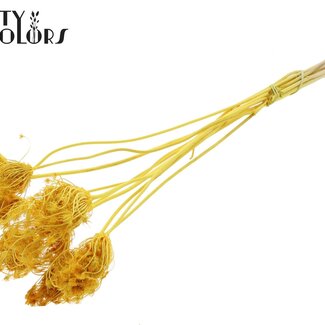 QC Ammi Majus Séché Blanchi | Couleur : Jaune | Fleurs Séchées de Reine-des-prés | Diamètre ± 2 - 4 centimètres | Longueur ± 50 centimètres | 10 par bouquet