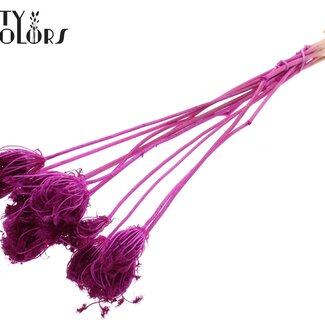 QC Ammi Majus Séché Blanchi | Couleur : Lilas | Fleurs Séchées de Reine-des-prés | Diamètre ± 2 - 4 centimètres | Longueur ± 50 centimètres | 10 par bouquet