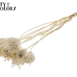 QC Ammi Majus Séché Blanchi | Couleur : Blanc | Fleurs Séchées de Reine-des-prés | Diamètre ± 2 - 4 centimètres | Longueur ± 50 centimètres | 10 par bouquet