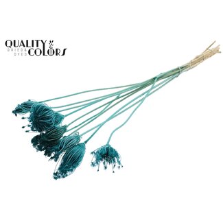 QC Dried Bleached Ammi Majus | Colour: Turquoise | Queen Anne's Lace Dried Flowers | Diameter ± 2 - 4 centimetres | Length ± 50 centimetres | 10 per bunch