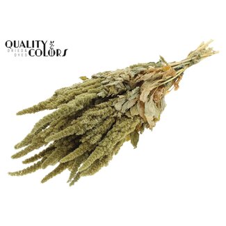 QC Amaranthus séché | Couleur : Vert Naturel | Fleurs séchées Queue de chat | Longueur ± 60 centimètres | Par bouquet