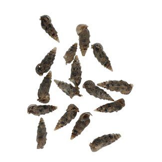 4A Cerethium Aloco Schelpen | Kleur: Bruin | Gewicht 500 gram | Per zak