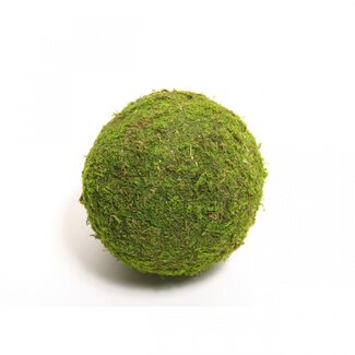 4A Dried Moss Ball | Colour: Green | Dried Decoration | Diameter 15 centimetres | Per 12 moss balls