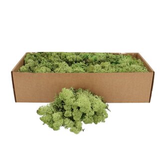 4A Dried Reindeer Moss | Colour: Apple Green | Dried Decoration | Weight 400 - 500 grams | Per box
