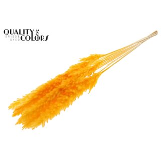 QC Dried Bleached Pampas Plumes | Colour: Apricot | Pampas Dried Flowers | Length ± 70 centimetres | 10 plumes per bunch | Per bunch