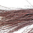 Betula (Branches de bouleau)