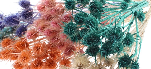 Cardi Stella (Distel): Stervormige Droogbloemen | MyFlowers.shop