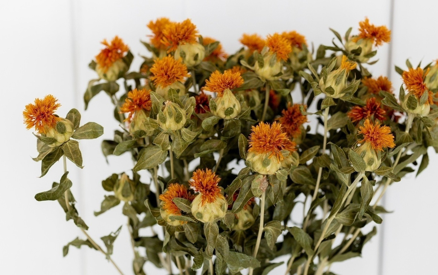 Carthamus (Saffloer): Warme Kleuren | MyFlowers.shop