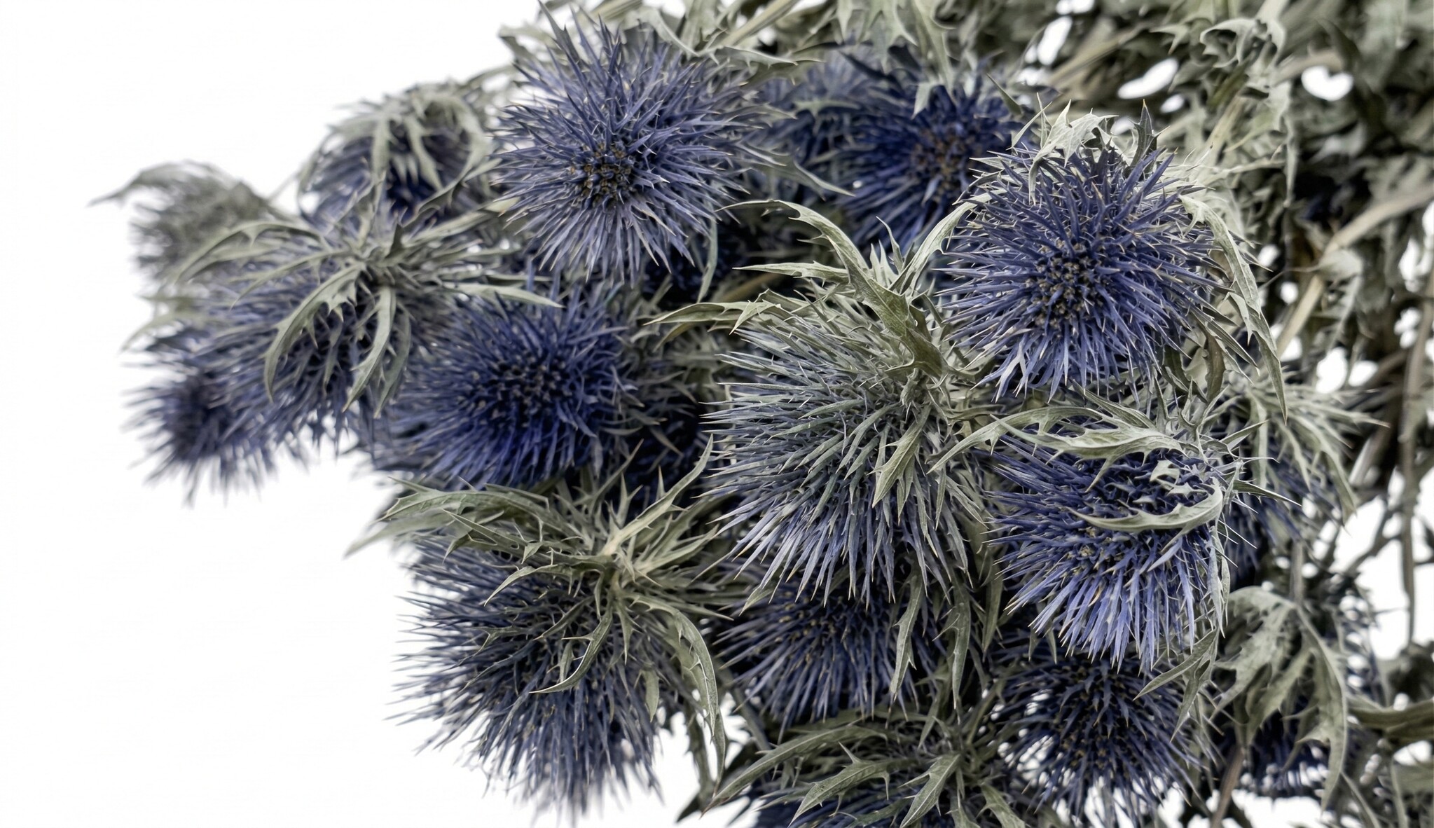 Erynchium (Kruisdistel): Stoer & Elegant | MyFlowers.shop