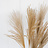 Miscanthus (Eulalie)