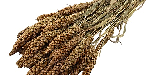 Pennisetum (Gierst): Sierlijk & Luchtig | MyFlowers.shop