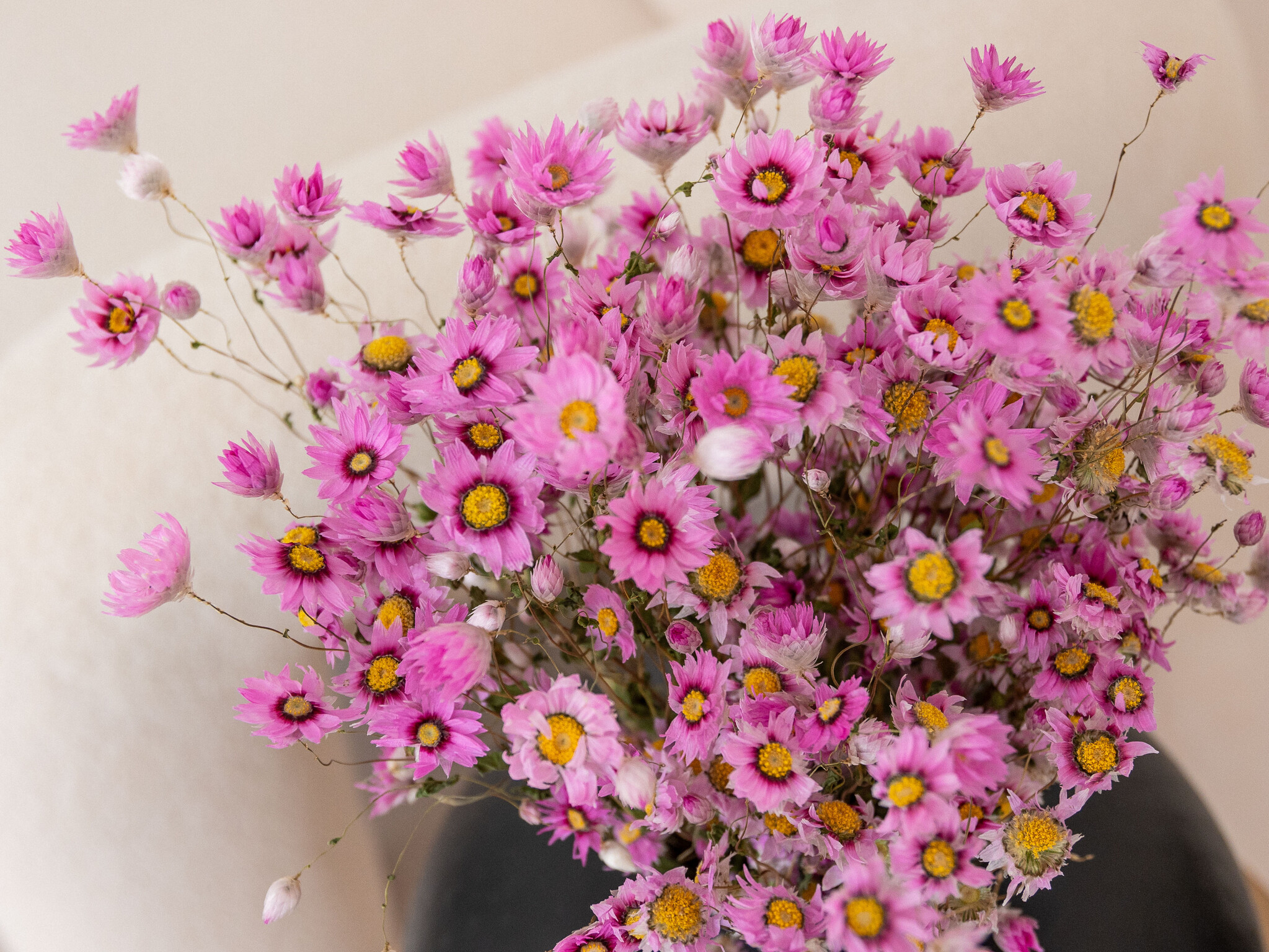 Rhodanthe: Romantische Droogbloemetjes | MyFlowers.shop