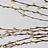 Salix (Chatons de saule)