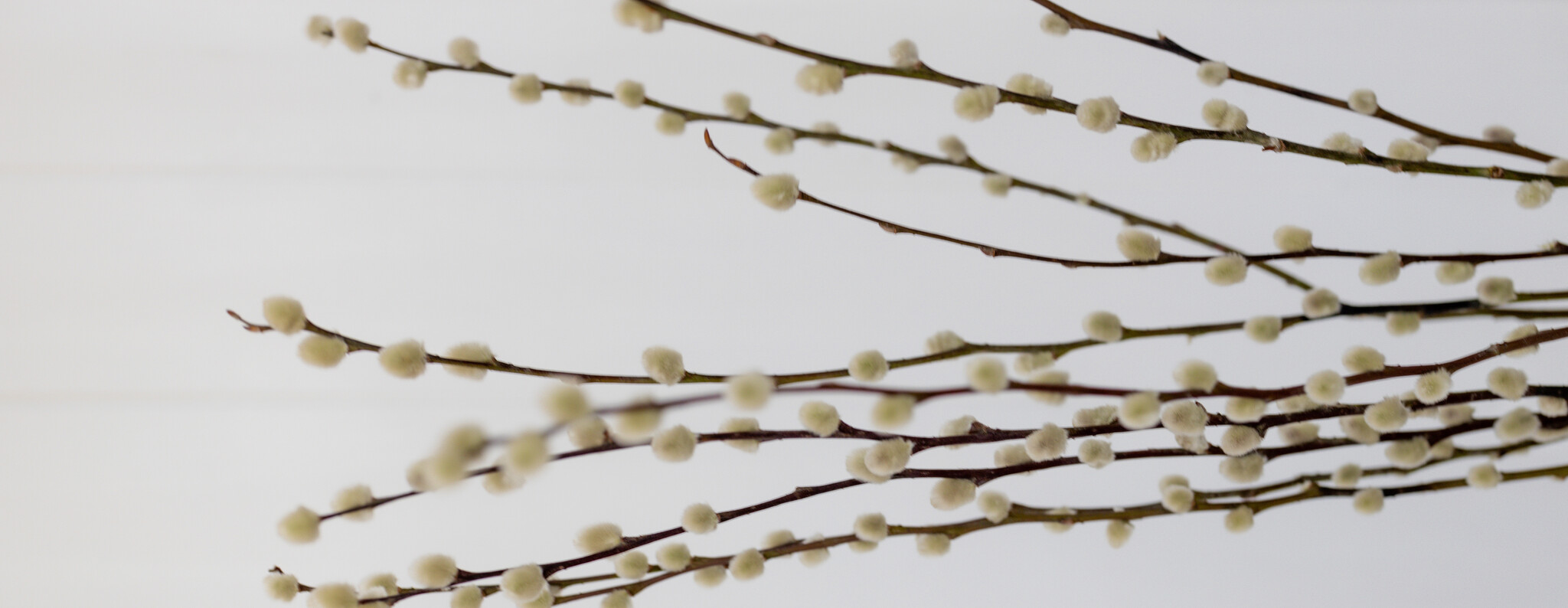 Salix (Weidenkätzchen): Kuschelige Dekoration | MyFlowers.shop