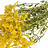 Solidago (Goldrute)