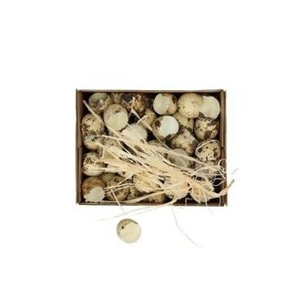 4A Quail Egg Tray | Colour: Light Brown | Per 60 trays