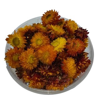 Dutch Dried Köpfe Orange Helichrysum - Strohblumen | In wiederverschließbarem Eimer | Gewicht ± 100 Gramm
