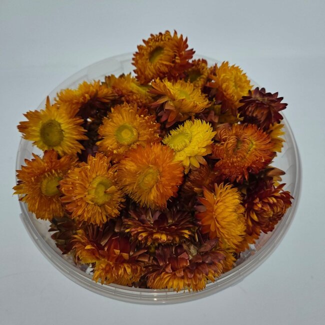 Koppen Oranje Helichrysum - Strobloemen | In hersluitbare emmer | Gewicht ± 100 gram
