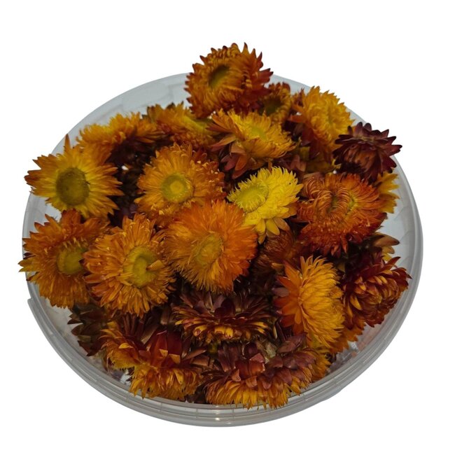 Koppen Oranje Helichrysum - Strobloemen | In hersluitbare emmer | Gewicht ± 100 gram