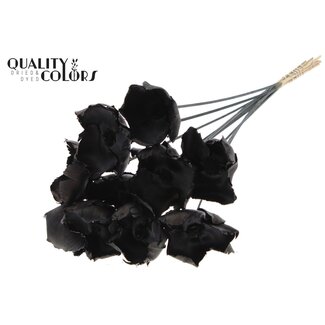 QC Dried Palm Cup on stem | Colour: Black | Length ± 50 centimetres | 10 stems per bunch