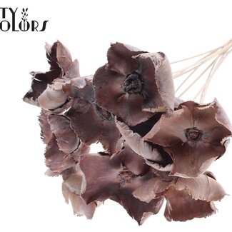 QC Gedroogde Palm Cup op steel | Kleur: Frosted Naturelle Wit | Lengte ± 50 centimeter | 10 stelen per bos