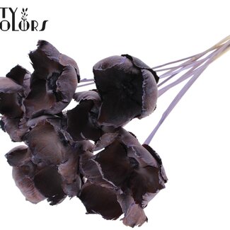 QC Dried Palm Cup on stem | Colour: Frosted Milkapurple | Length ± 50 centimetres | 10 stems per bunch