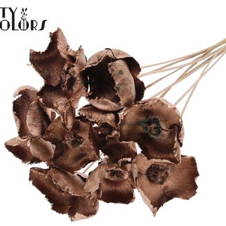 QC Dried Palm Cup on stem | Colour: Copper | Length ± 50 centimetres | 10 stems per bunch