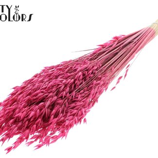 QC Avoine Séchée Premium | Couleur : Cerise | Avena Fleurs Séchées Premium | Longueur ± 70 centimètres | Poids 200 grammes | Par bouquet