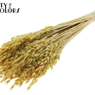 QC Gedroogde Haver Premium | Kleur: Geel | Avena Premium Droogbloemen | Lengte ± 70 centimeter | Gewicht 200 gram | Per bos