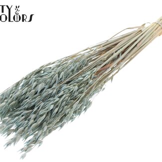 QC Gedroogde Haver Premium | Kleur: Frosted Lichtblauw | Avena Premium Droogbloemen | Lengte ± 70 centimeter | Gewicht 200 gram | Per bos
