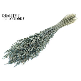 QC Dried Oats | Colour: Pearl Light Blue | Avena Dried Flowers | Length ± 60 centimetres | Weight 250 grams | Per bunch