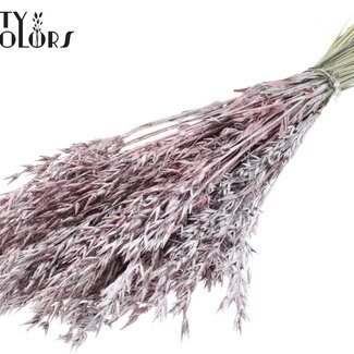 QC Gedroogde Haver | Kleur: Champagnekleurig met Glitter | Avena Droogbloemen | Lengte ± 60 centimeter | Gewicht 250 gram | Per bos