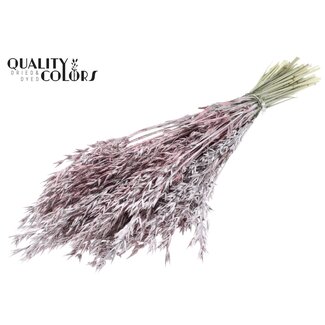 QC Dried Oats | Colour: Champagne with Glitter | Avena Dried Flowers | Length ± 60 centimetres | Weight 250 grams | Per bunch