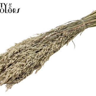 QC Getrockneter Hafer | Farbe: Frosted Weiß | Avena Trockenblumen | Länge ± 60 Zentimeter | Gewicht 250 Gramm | Pro Bund