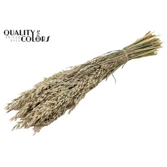 QC Gedroogde Haver | Kleur: Frosted Wit | Avena Droogbloemen | Lengte ± 60 centimeter | Gewicht 250 gram | Per bos