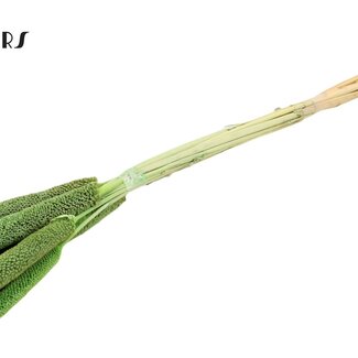 QC Babala von Perlhirse | Farbe: Frostiges Mintgrün | Länge ± 65 Zentimeter | 10 Stiele pro Bund | Pro Bund