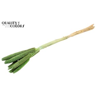 QC Babala de Millet Perlé | Couleur : Vert Menthe Givré | Longueur ± 65 centimètres | 10 tiges par bouquet | Par bouquet