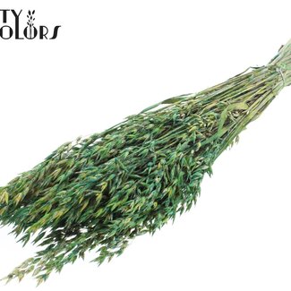 QC Avoine Séchée | Couleur : Vert Multicolore | Avena Fleurs Séchées | Longueur ± 60 centimètres | Poids 250 grammes | Par bouquet