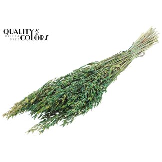 QC Gedroogde Haver | Kleur: Meerkleurig Groen | Avena Droogbloemen | Lengte ± 60 centimeter | Gewicht 250 gram | Per bos