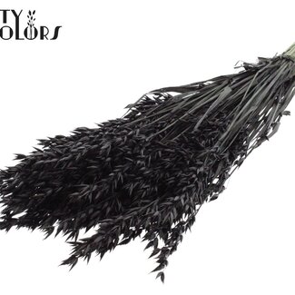 QC Avoine Séchée | Couleur : Noir | Fleurs Séchées Avena | Longueur ± 60 centimètres | Poids 250 grammes | Par bouquet